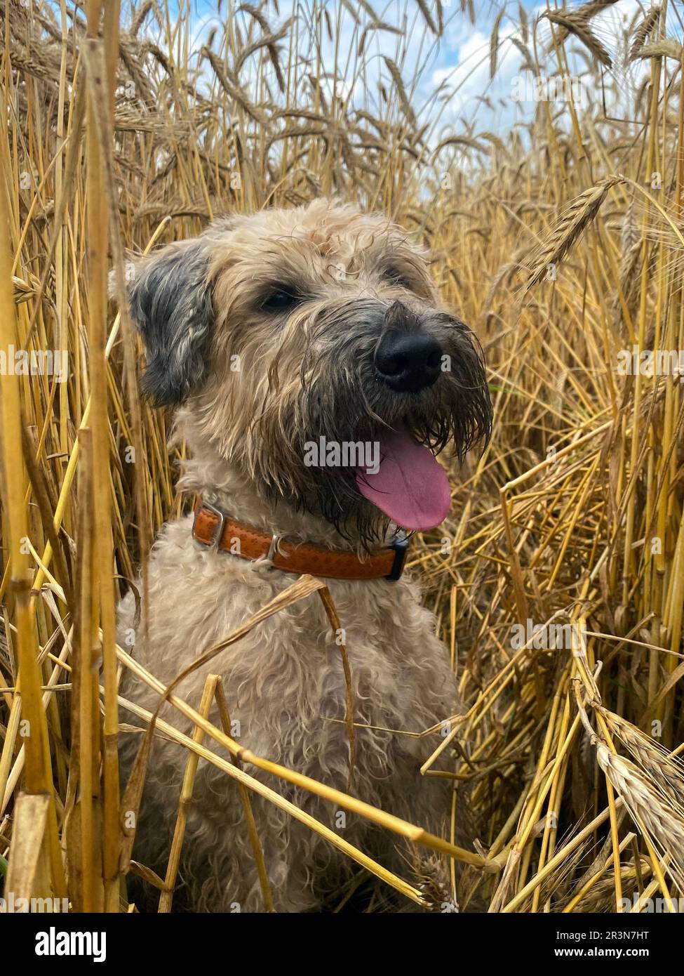 Irish Soft Coated Wheaten Terrier entouré d'épis de blé mûrissant dans le champ, portrait avec foyer sélectif. Chien de ferme Banque D'Images