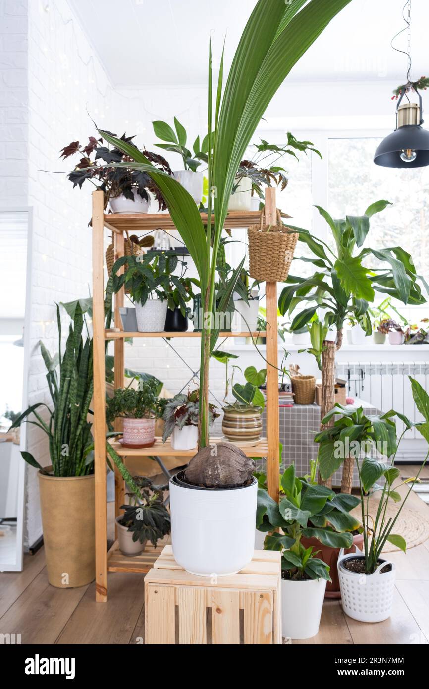 Paume de la noix de coco dans un pot à la maison à l'intérieur. Maison verte, soin et culture de plantes tropicales Banque D'Images
