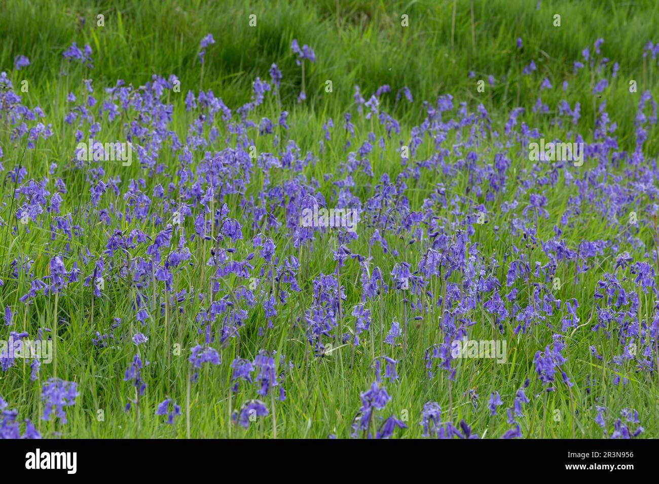 Bluebells anglais (Hyacinthoides non-scripta) poussant dans l'herbe, Banque D'Images