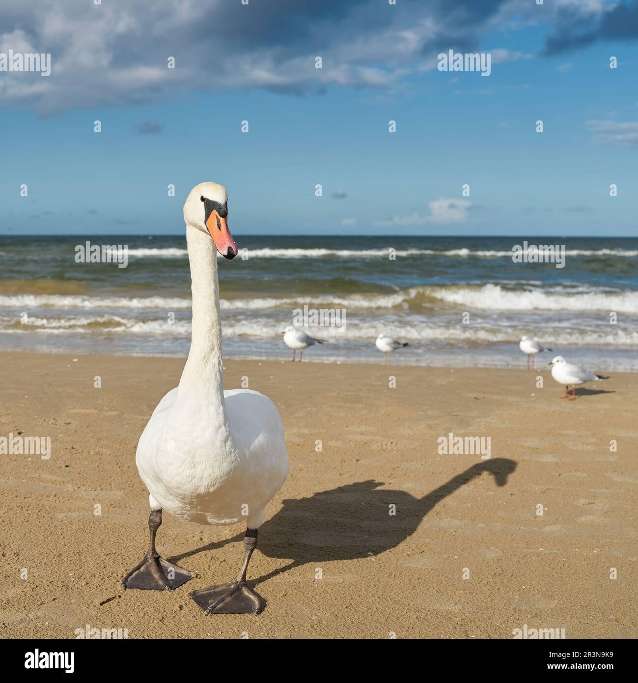 Un cygne sur la plage de la côte polonaise de la mer Baltique près de Swinoujscie avec des mouettes en arrière-plan Banque D'Images