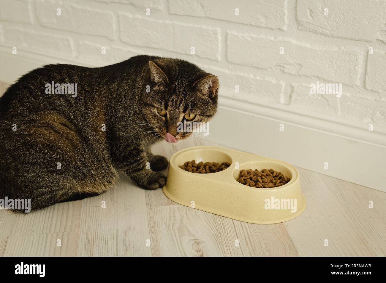 le chat mange des aliments secs en gros plan. Banque D'Images