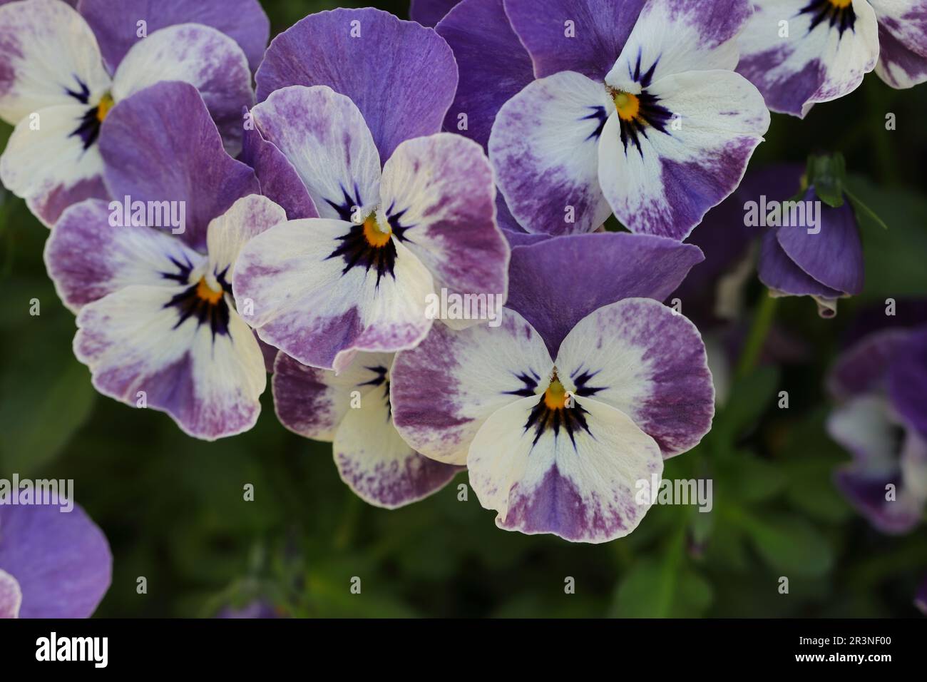 gros plan de jolies fleurs de violette-blanche de cornuta Banque D'Images