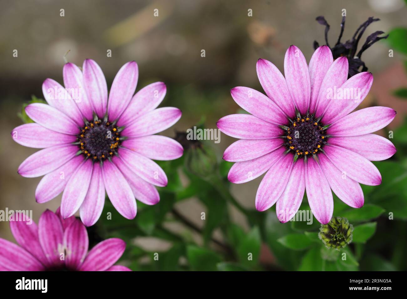 gros plan de deux magnifiques pâquerettes africaines violets, vue d'en haut, arrière-plan naturel flou Banque D'Images