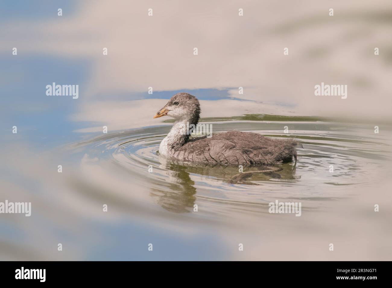 Coot « Fulcia atra », jeune oiseau Banque D'Images