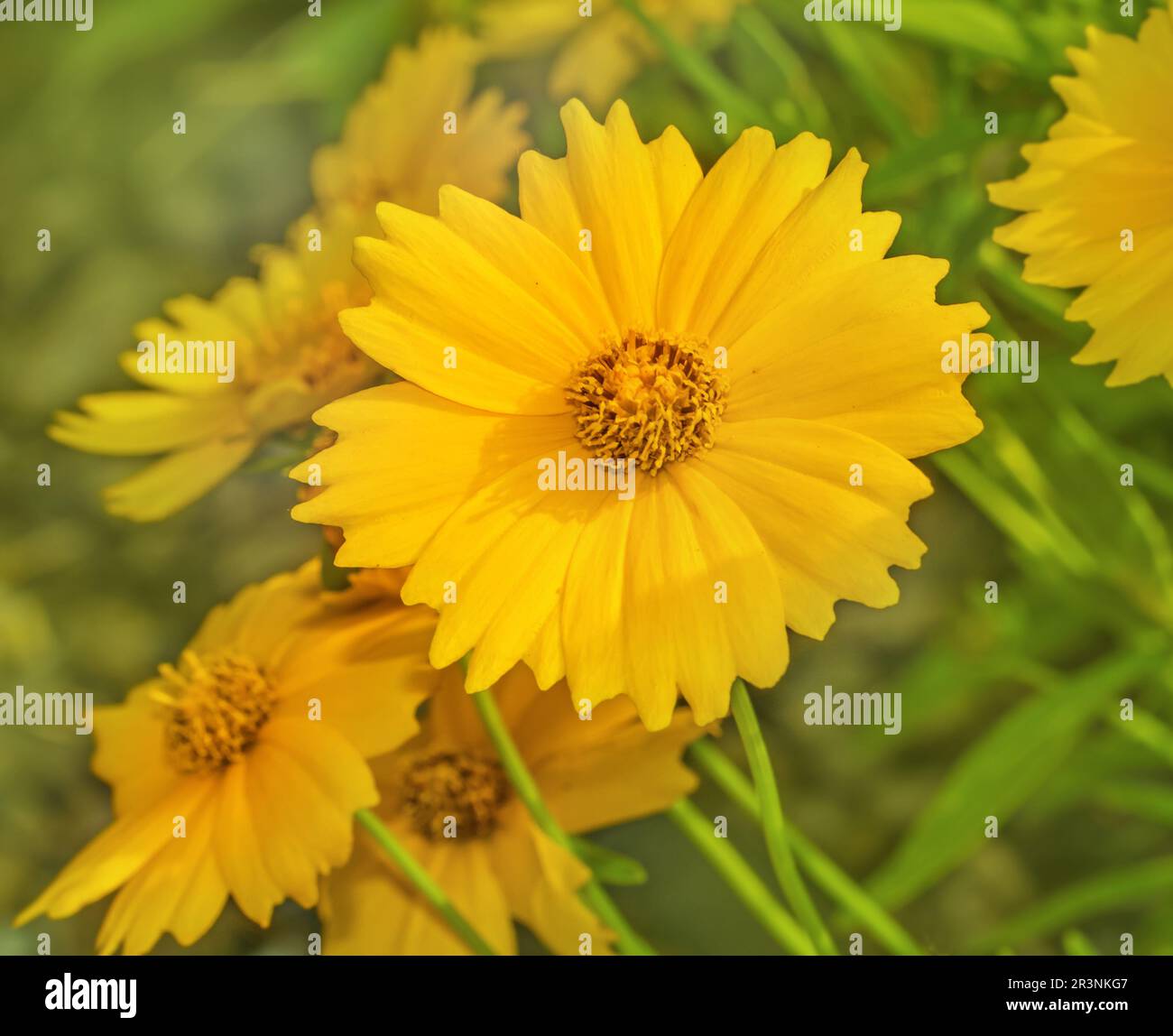 Œil de fille 'Coreopsis Banque D'Images