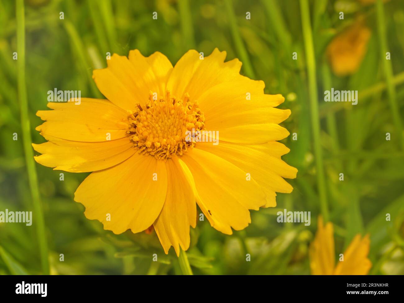 Œil de fille 'Coreopsis Banque D'Images