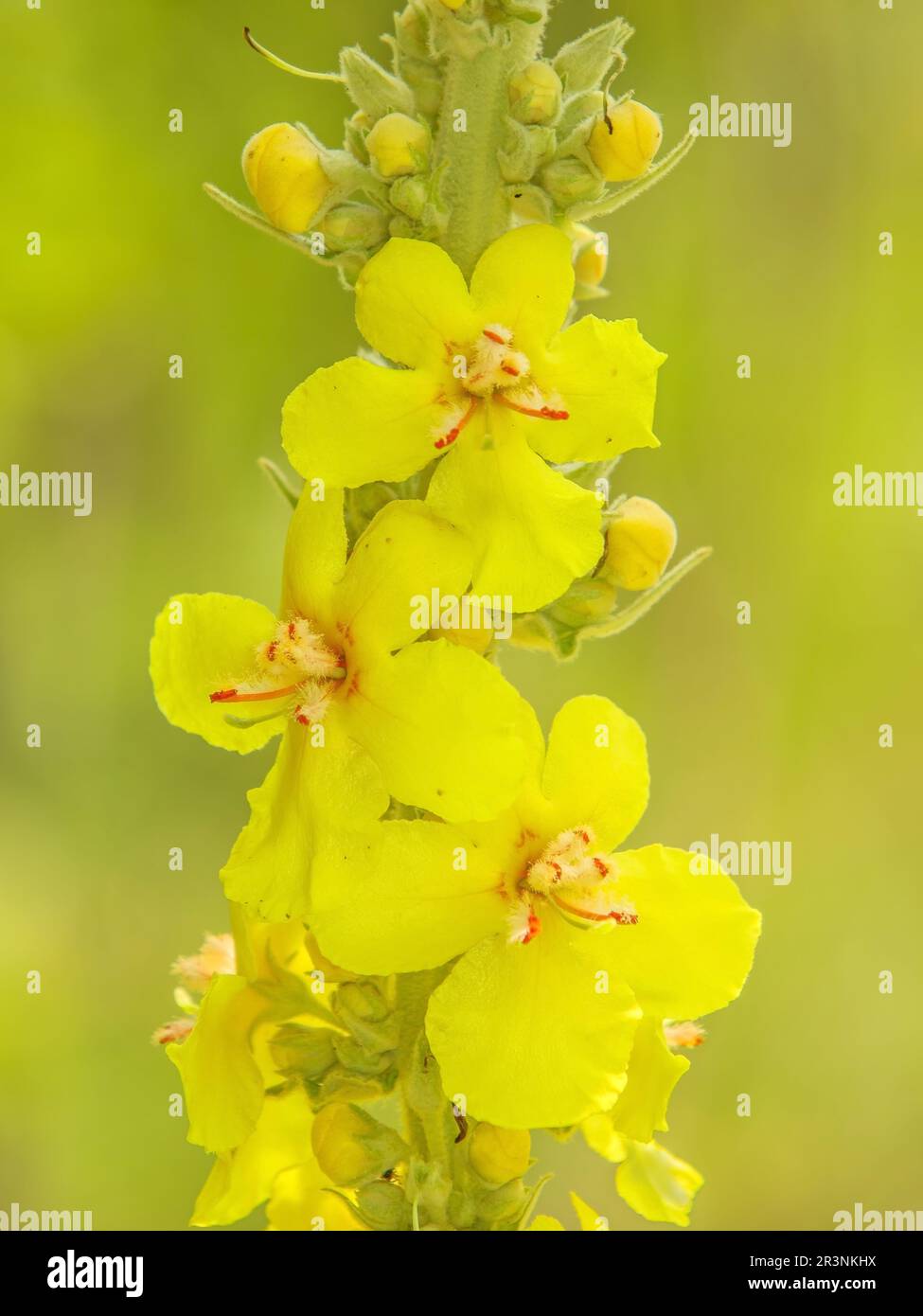 Mulléine à grandes fleurs 'Verbascum densiflorum Banque D'Images