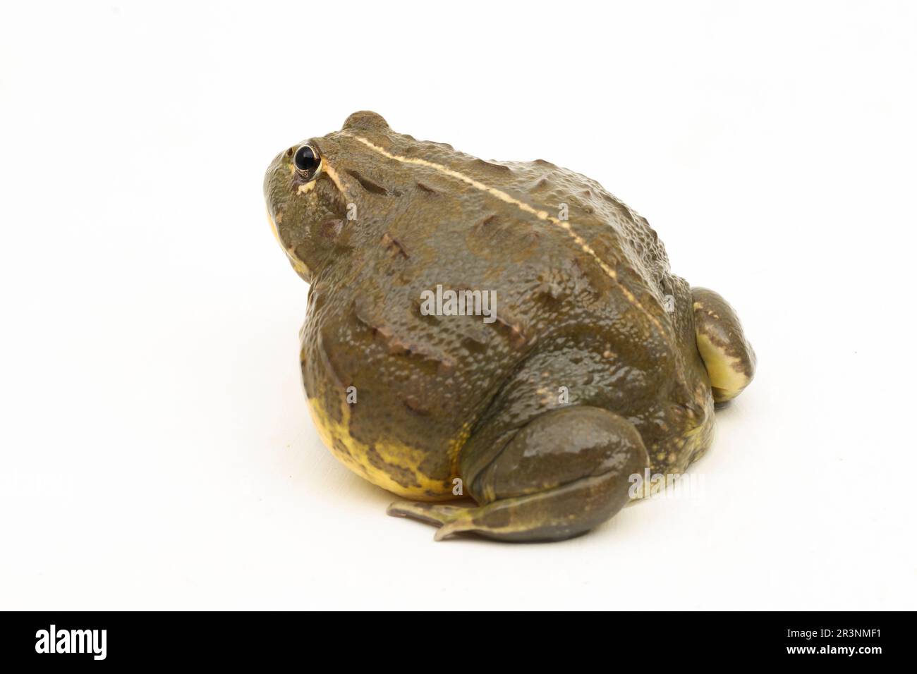 Grenouille de taureau africaine ( Pyxicephalus adsperus edulis) Pixie grenouille isolée sur fond blanc Banque D'Images