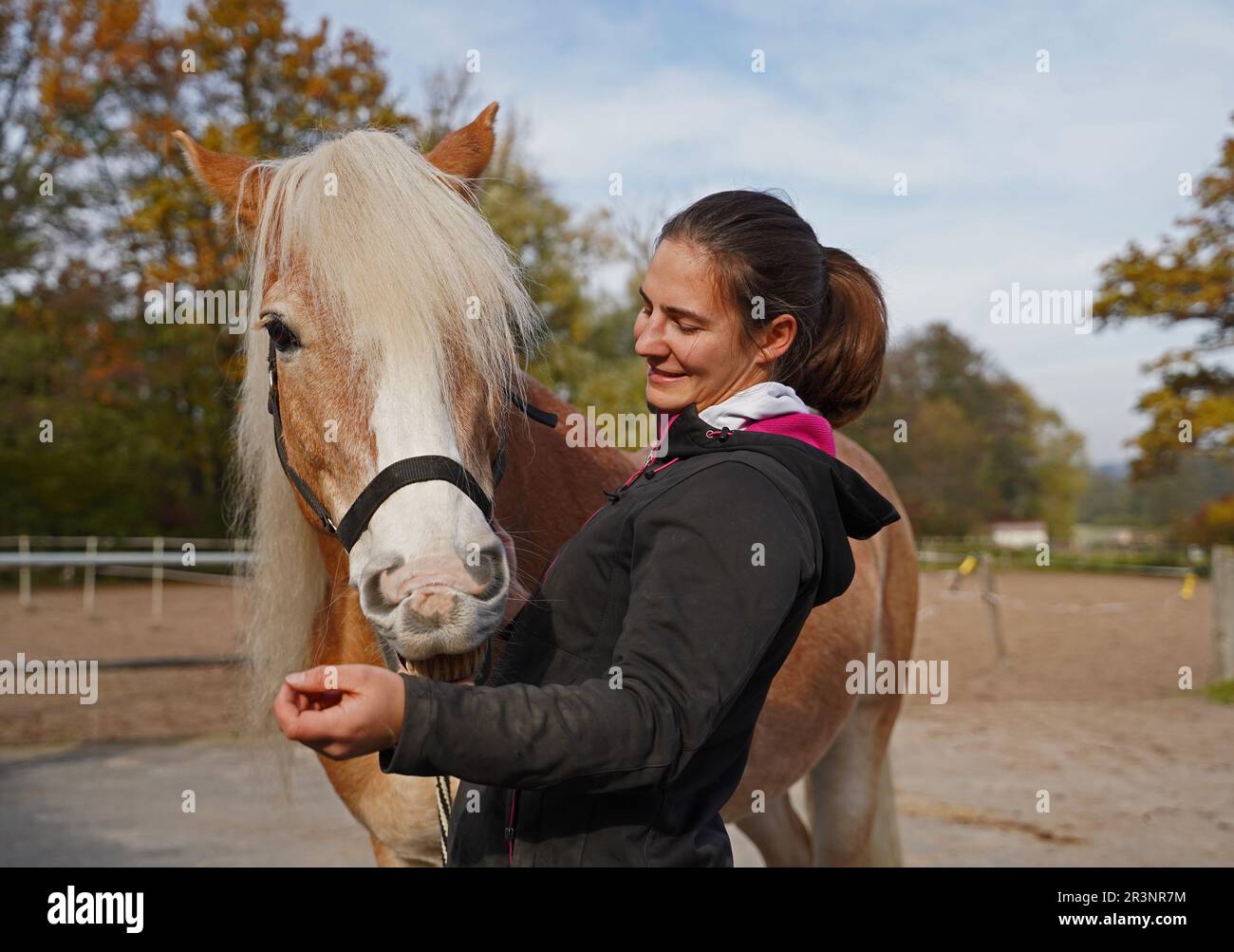Préparation du cheval avant l'entraînement Banque D'Images