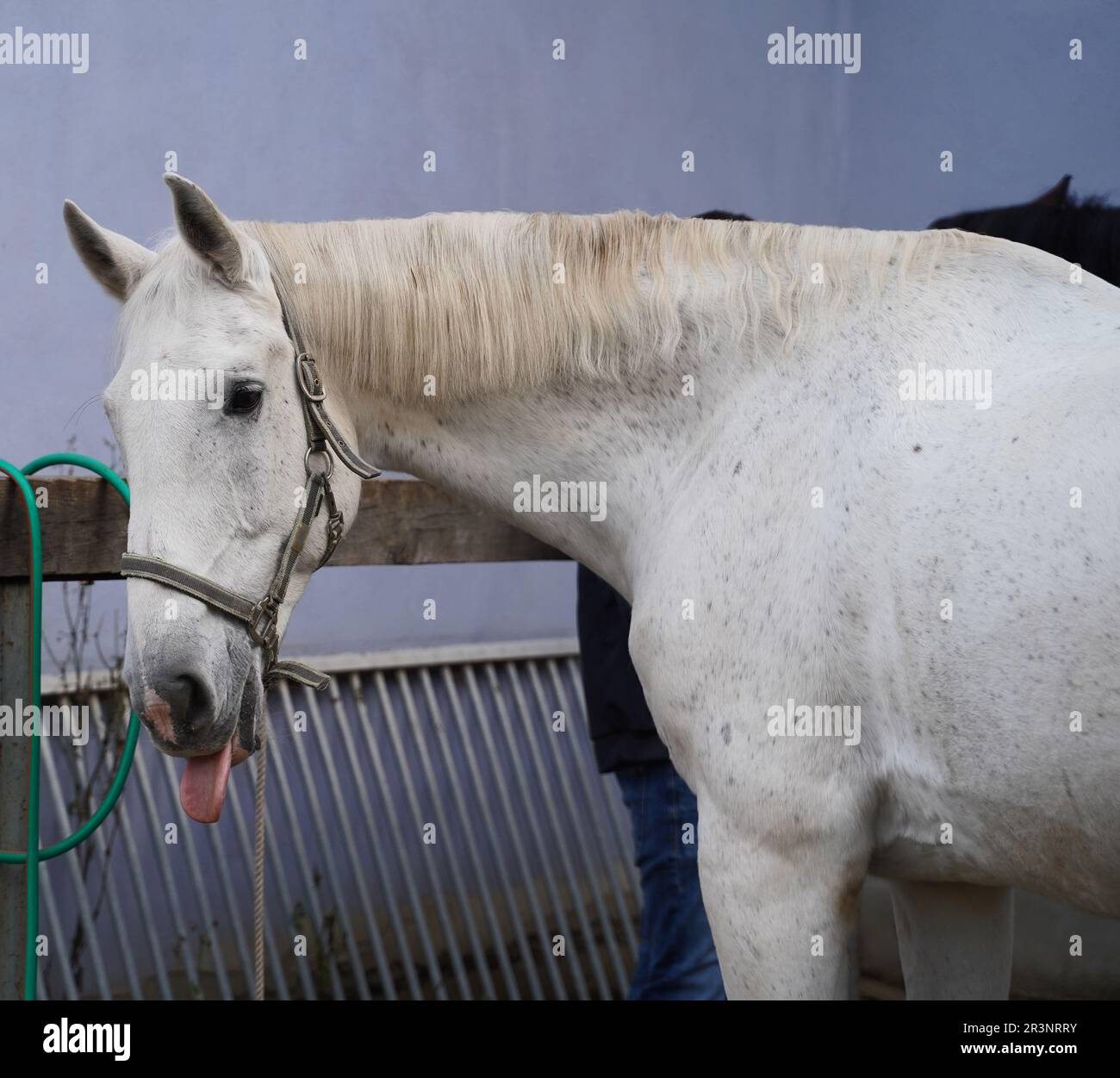 Préparation du cheval avant l'entraînement Banque D'Images
