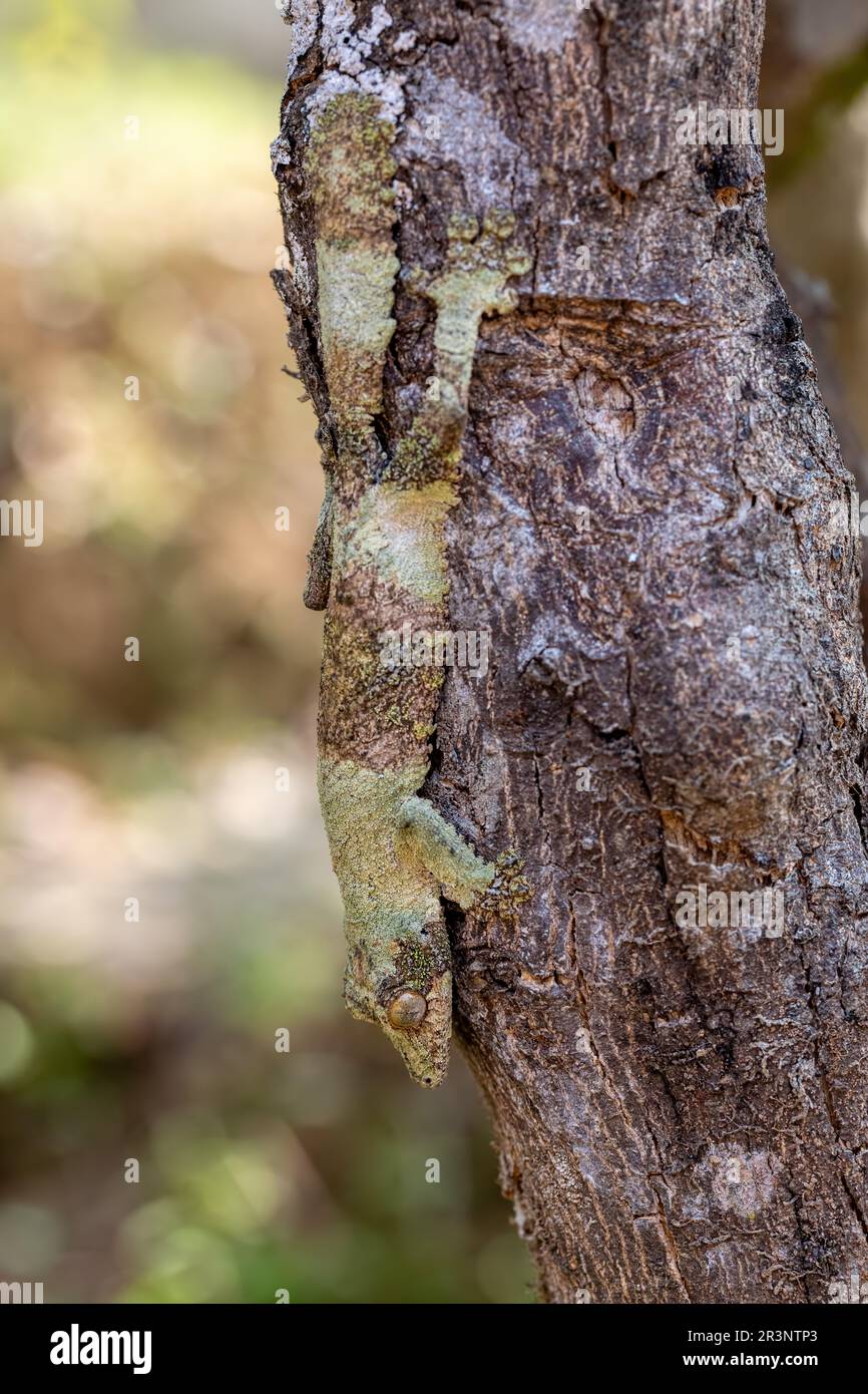Gecko à queue de feuilles de mousse, Uroplatus sikorae, réserve Peyrieras Madagascar exotique Banque D'Images