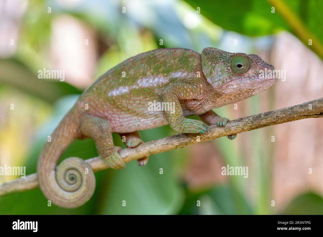 Caméléon à cornes de globe ou caméléon à cachons plats, Calumma globifer, femelle, réserve Peyrieras Madagascar exotique Banque D'Images