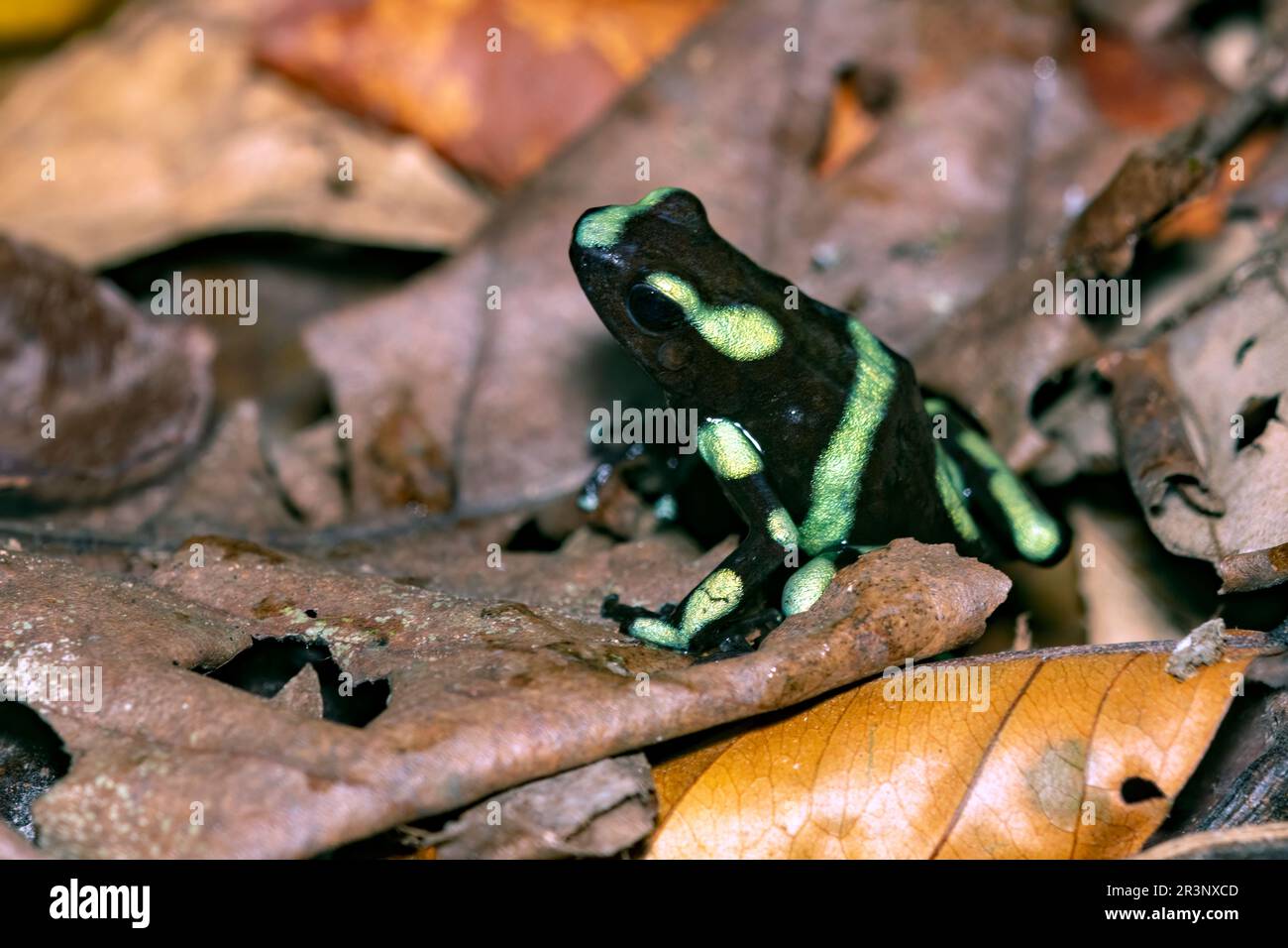Grenouille verte et noire (Dendrobates auratus) de Corcovado NP, péninsule d'Osa, Costa Rica. Banque D'Images