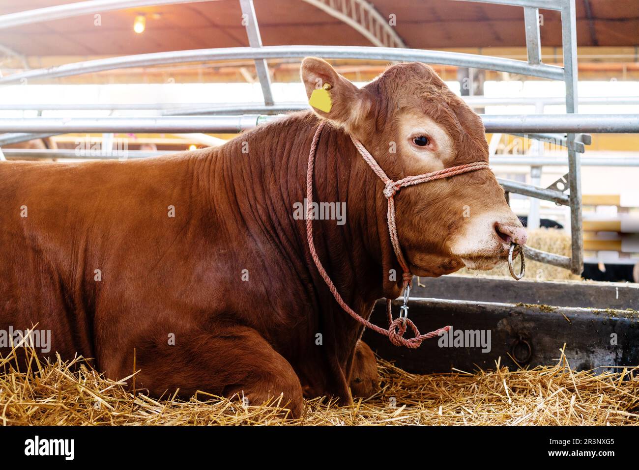 Taureau avec anneau de nez couché dans la ferme de bétail. Banque D'Images