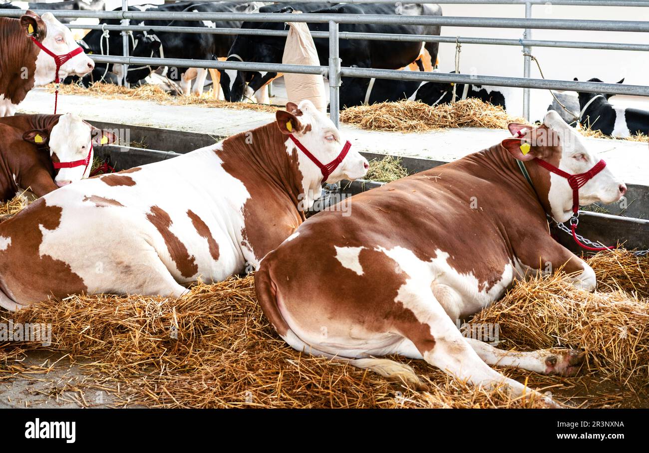 Les jeunes bovins mûrissent dans la ferme d'élevage. Banque D'Images