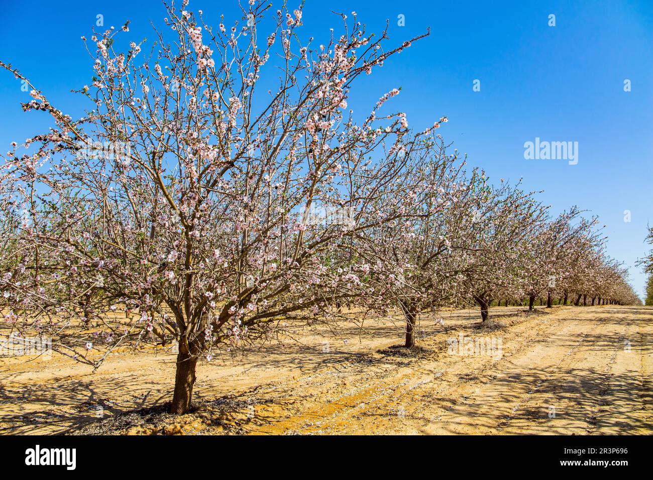 Bosquet d'amandiers fleuris Banque D'Images