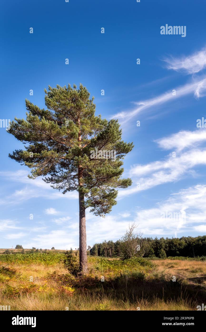 Pinus sylvestris ou PIN écossais sur la forêt d'Ashdown un dimanche après-midi, East Sussex, sud de l'Angleterre Banque D'Images