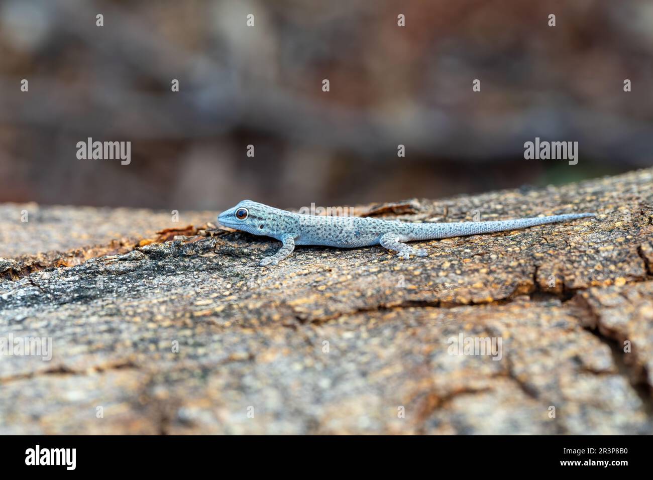 Gecko, Phelsuma mutabilis, Miandrivazo, Madagascar Banque D'Images