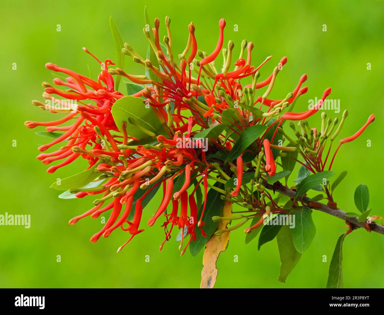 Fleurs rouges exotiques de la brousse de feu chilienne à la fin du printemps, Embothrium coccineum Banque D'Images