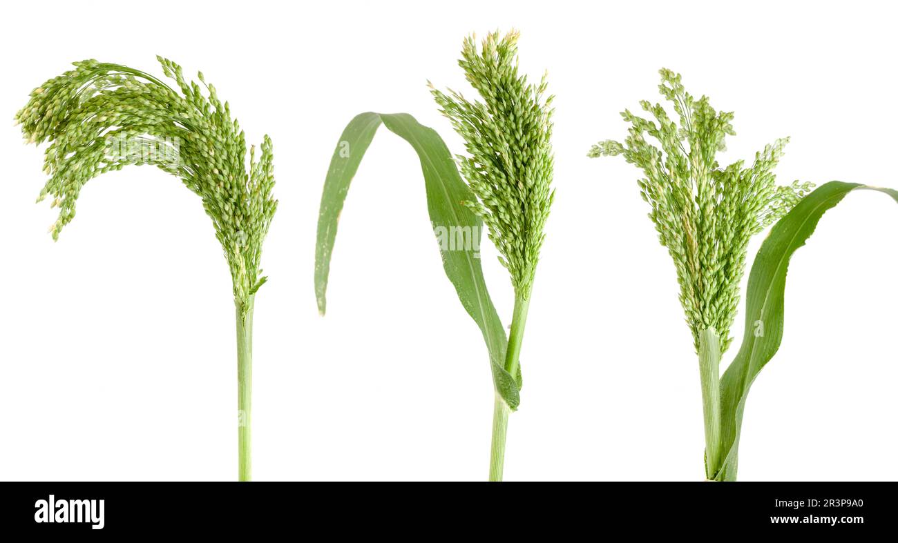 Millet cru vert isolé sur fond blanc Banque D'Images