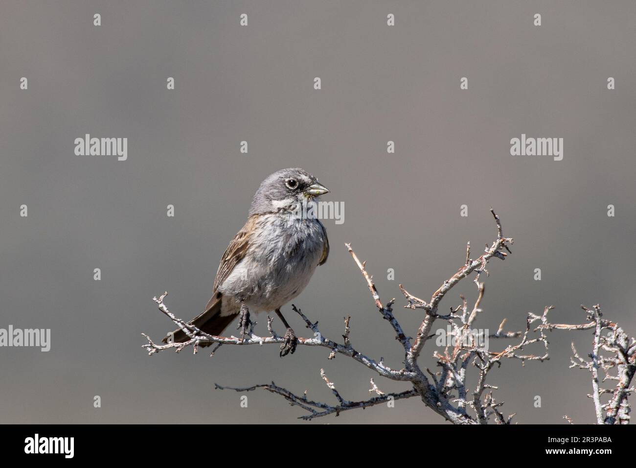 Sagebrush arrow assis sur un perchoir Banque D'Images