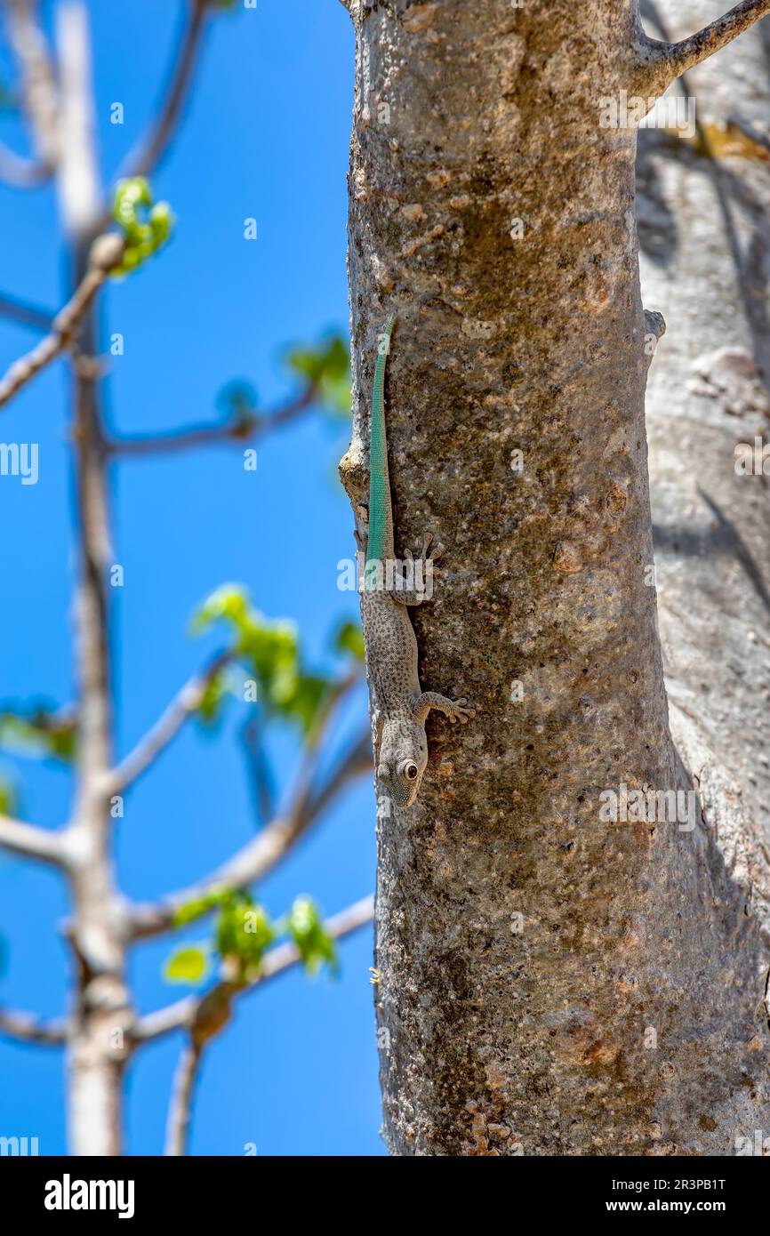 Thicktail day gecko, (Phelsuma mutabilis) - homme, Arboretum d'Antsokay, Madagascar Banque D'Images