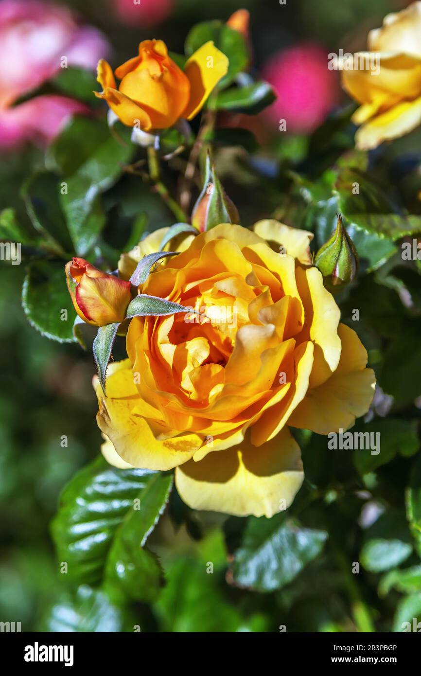Rose parfumée dans le jardin Banque D'Images