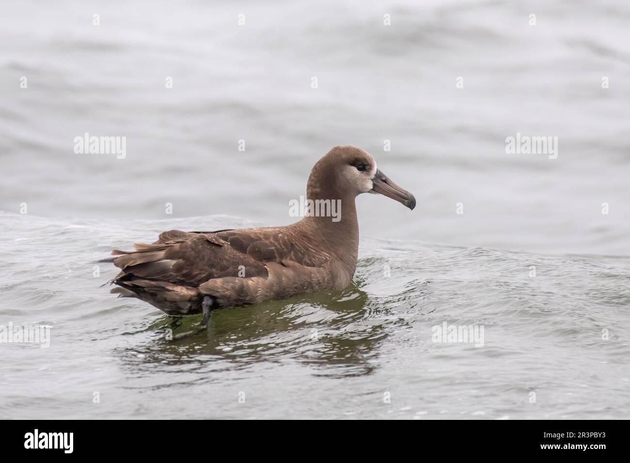 Albatros à pieds noirs dans l'océan Banque D'Images