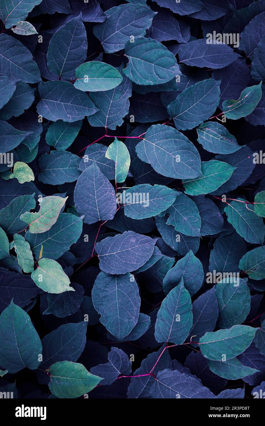 feuilles de la plante japonaise bleue en hiver, fond bleu Banque D'Images