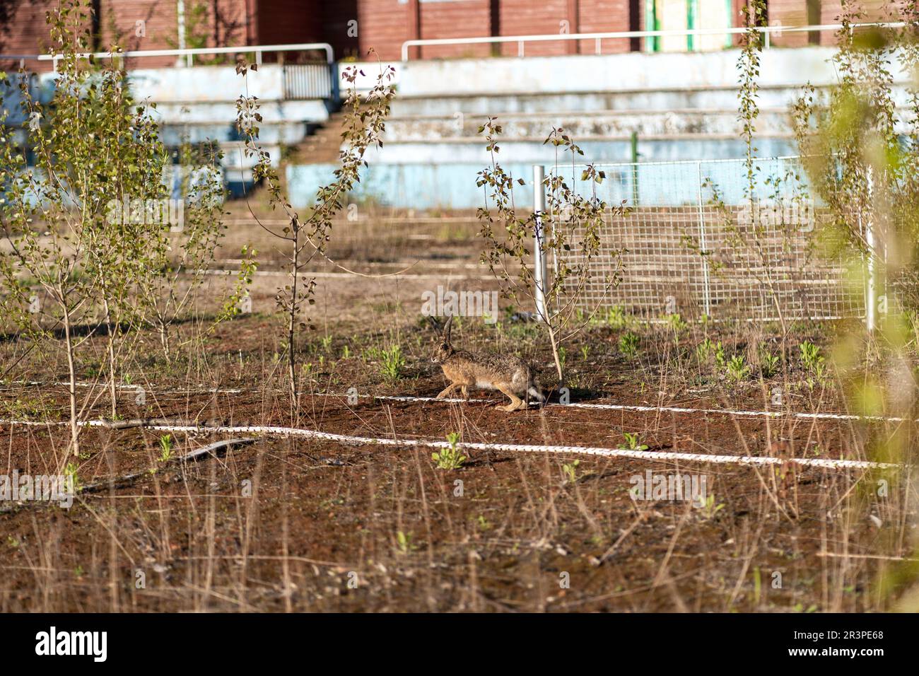 Un lièvre sur un court de tennis abandonné à Prague. Banque D'Images