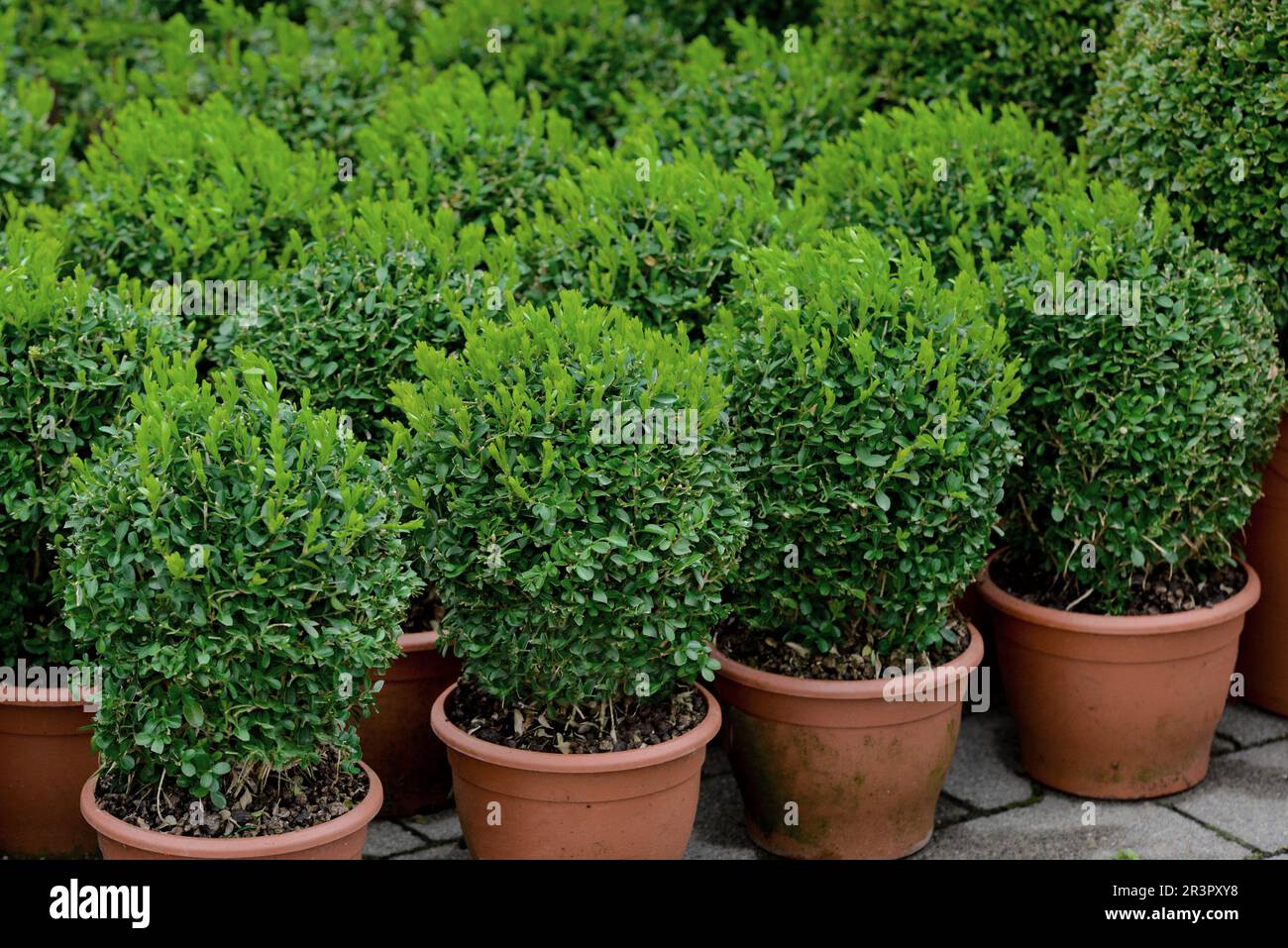 Boîte commune, Boxwood (Buxus sempervirens), buis en forme de boule en pot Banque D'Images
