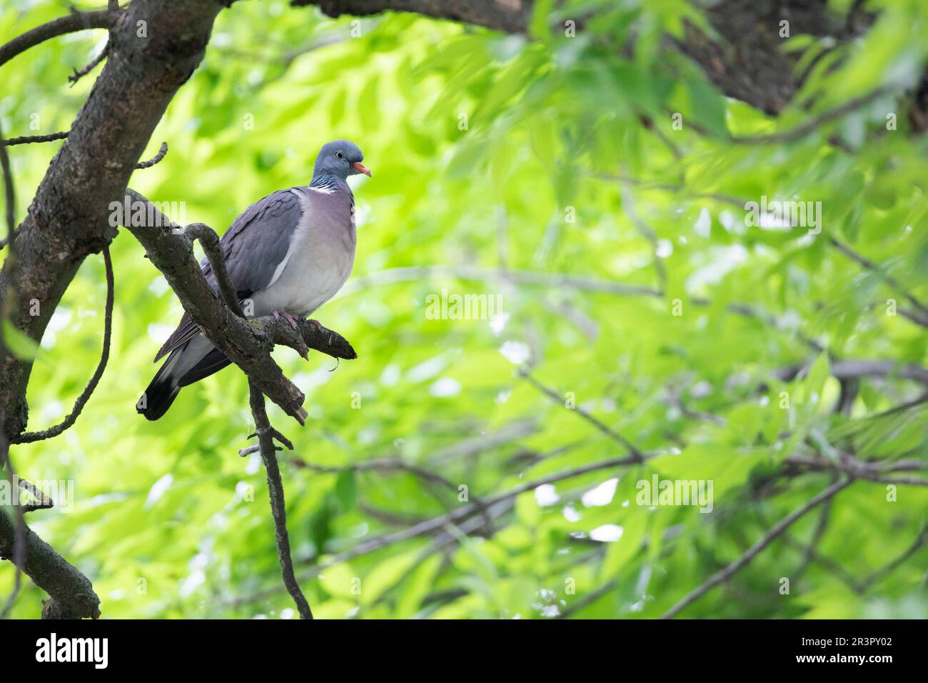 Pigeon en bois (Columba palumbus), assis sur une branche, Autriche Banque D'Images