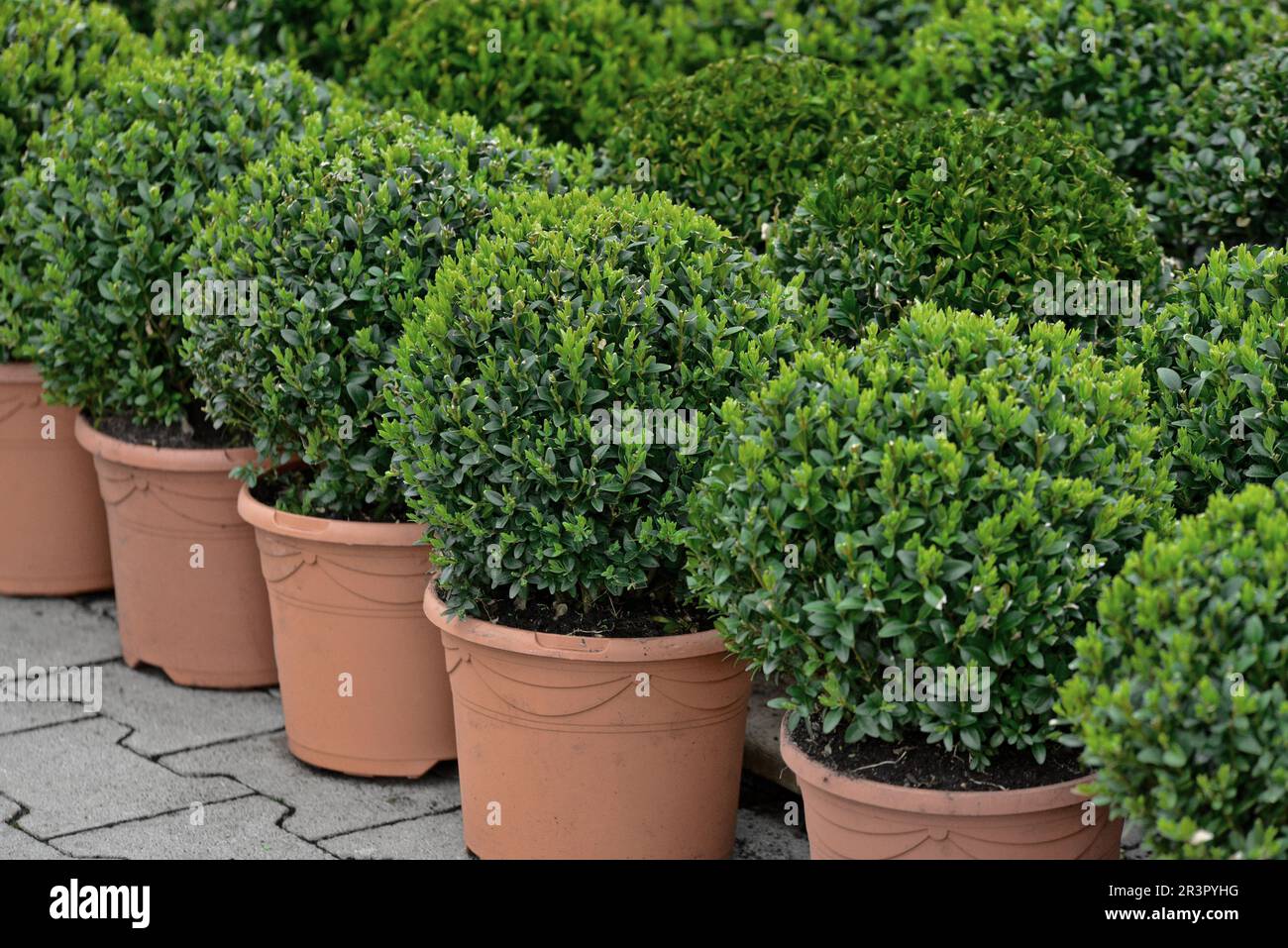 Boîte commune, Boxwood (Buxus sempervirens), buis en forme de boule en pot Banque D'Images