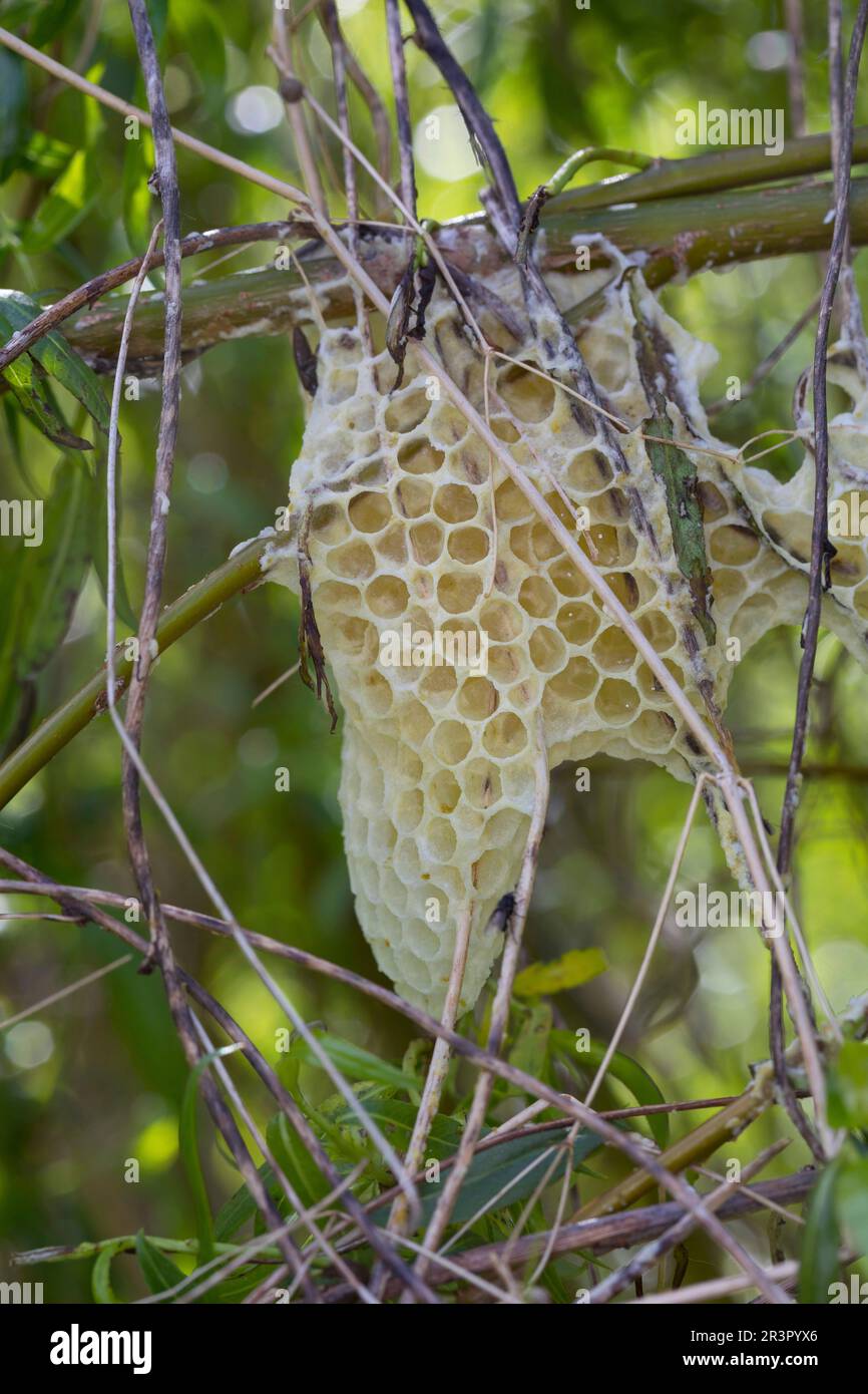 Abeille, abeille (APIS mellifera mellifera), nid d'abeille laissé dans un Bush, Allemagne Banque D'Images