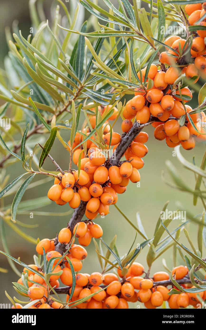 Séabuckthorn commun (Hippophae rhamnoides), fruits sur une branche, cultivar Hergo Banque D'Images