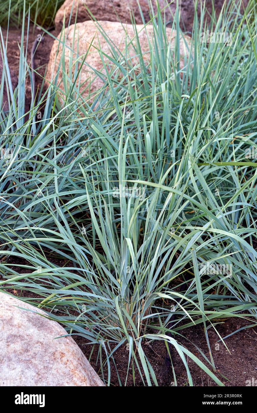 Herbe de lyme bleue, raygrass de sable, herbe de lyme de mer, herbe de lyme (Elymus arenarius, Leymus arenarius), dans le jardin Banque D'Images
