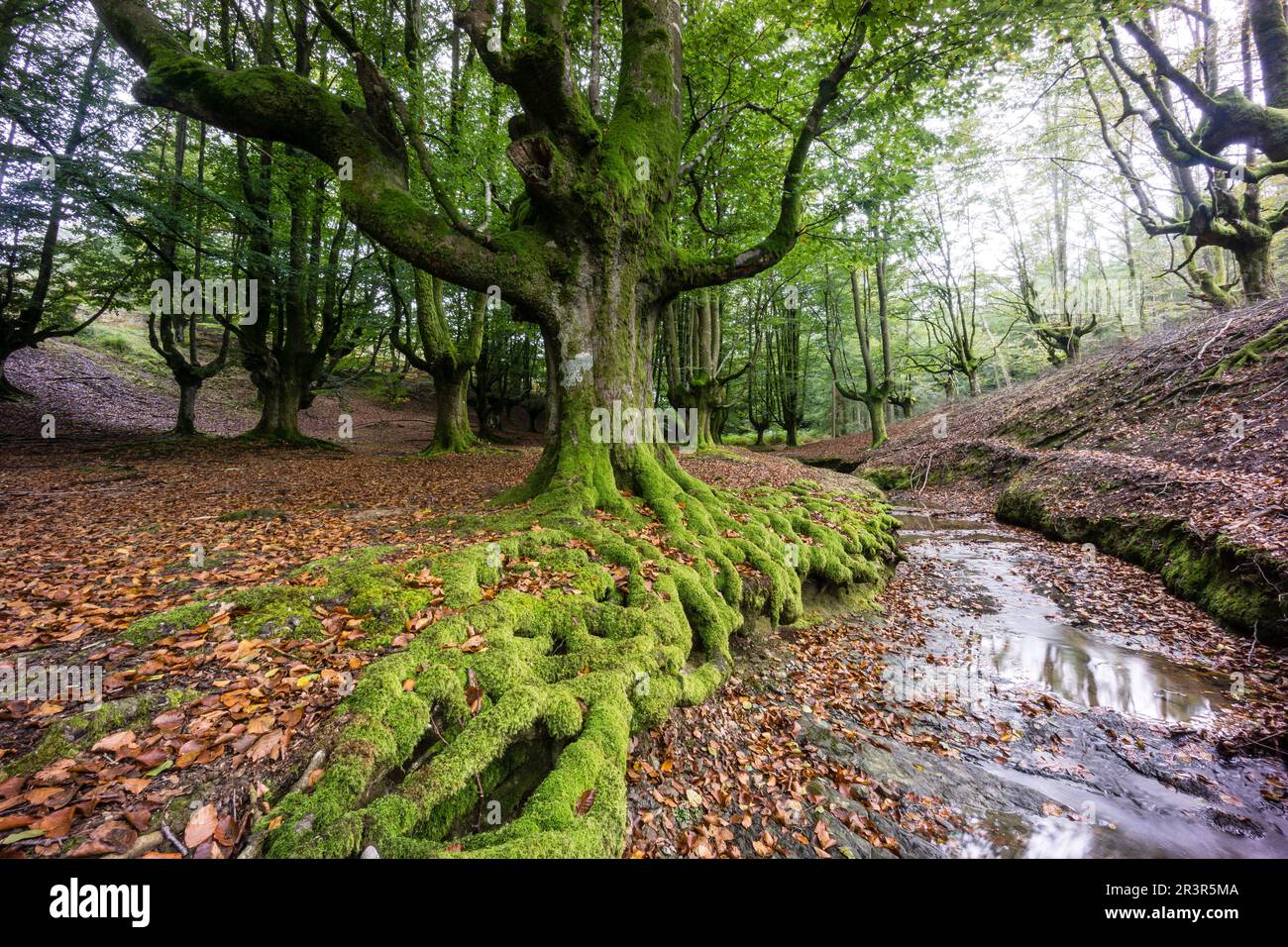 Hayedo de Otzarreta, Fagus sylvatica,parc naturel Gorbeia,Alava, Biscaye- Euzkadi, Espagne. Banque D'Images