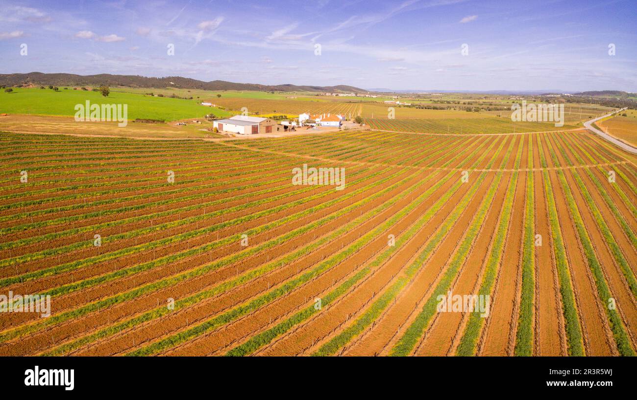 Campo de vides para vino, Reguengos de Monsaraz , Département de Évora, Alentejo, Portugal. Banque D'Images
