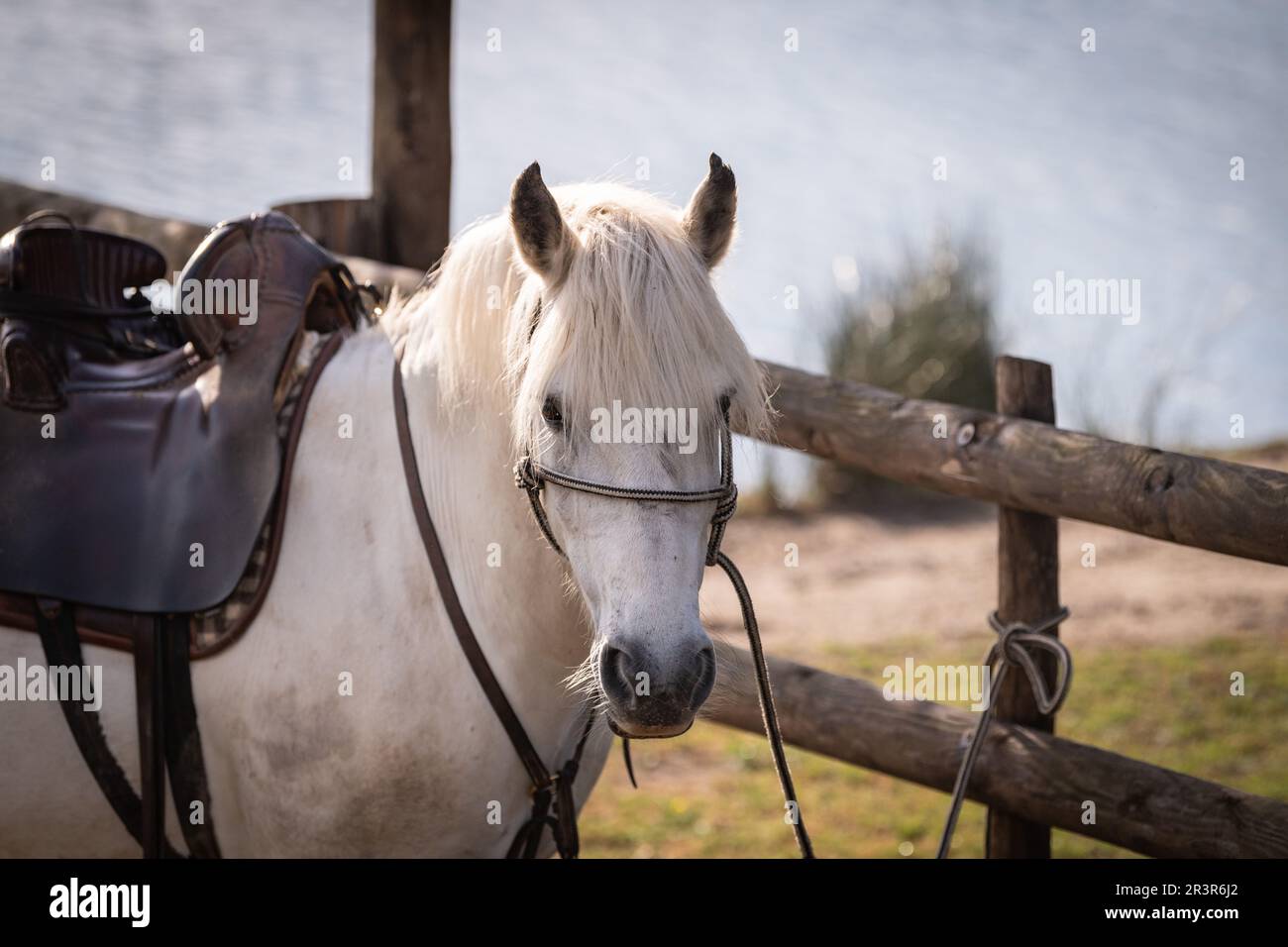 un cheval blanc camargue course est dans son ranch. France Banque D'Images un cheval blanc camargue course est dans son ranch. France Banque D'Images