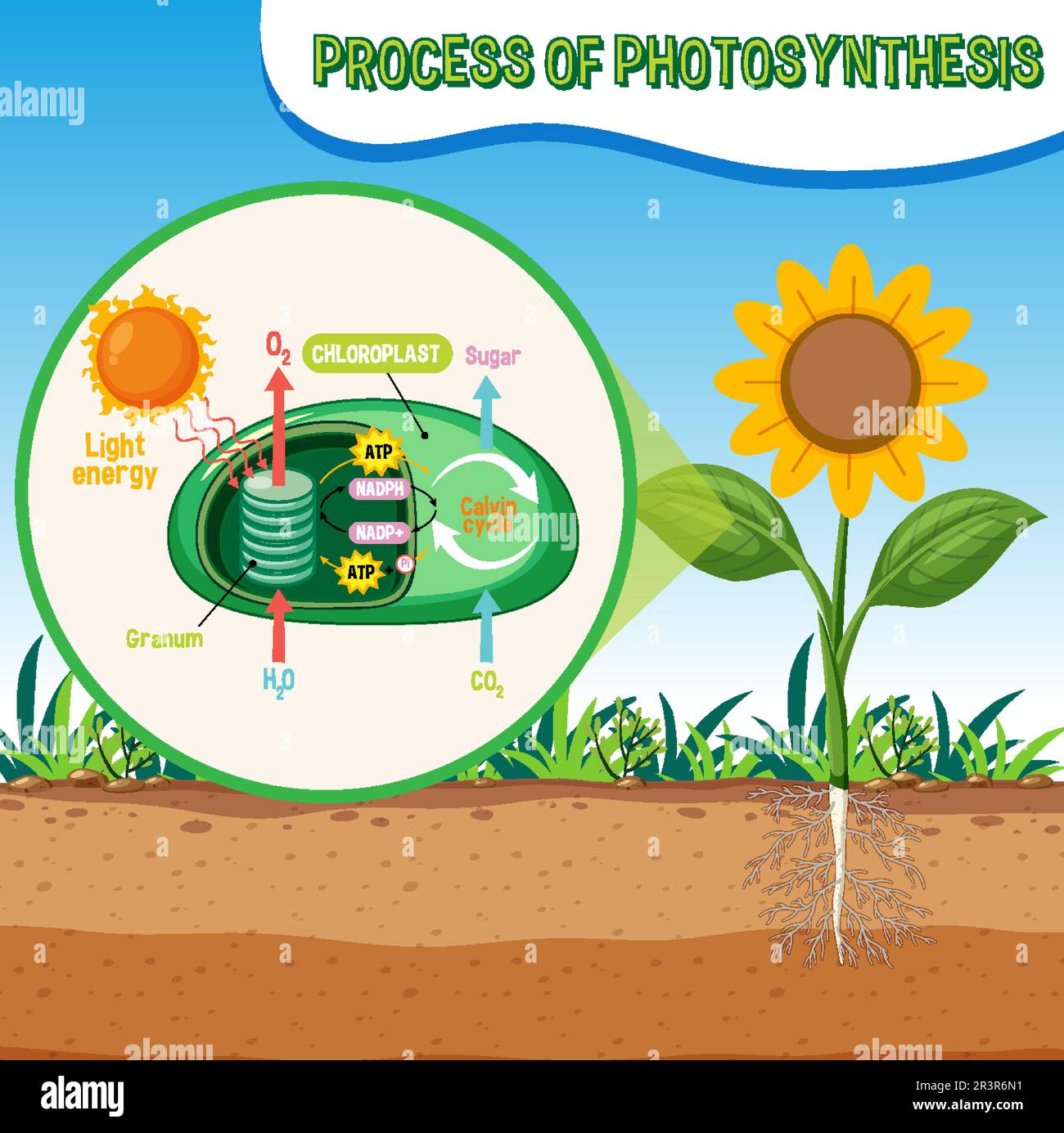 Diagramme de la photosynthèse pour illustration de l'enseignement de la biologie et des sciences de la vie Illustration de Vecteur
