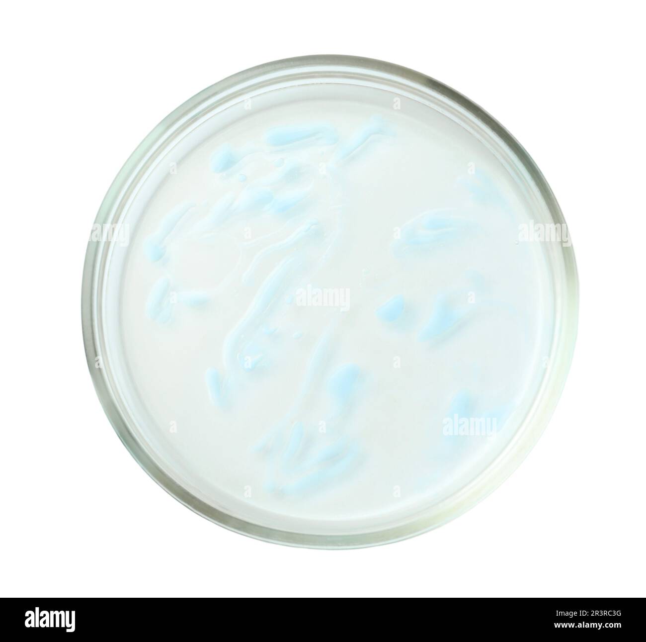 Boîte de Pétri avec bactéries sur fond blanc, vue de dessus Banque D'Images