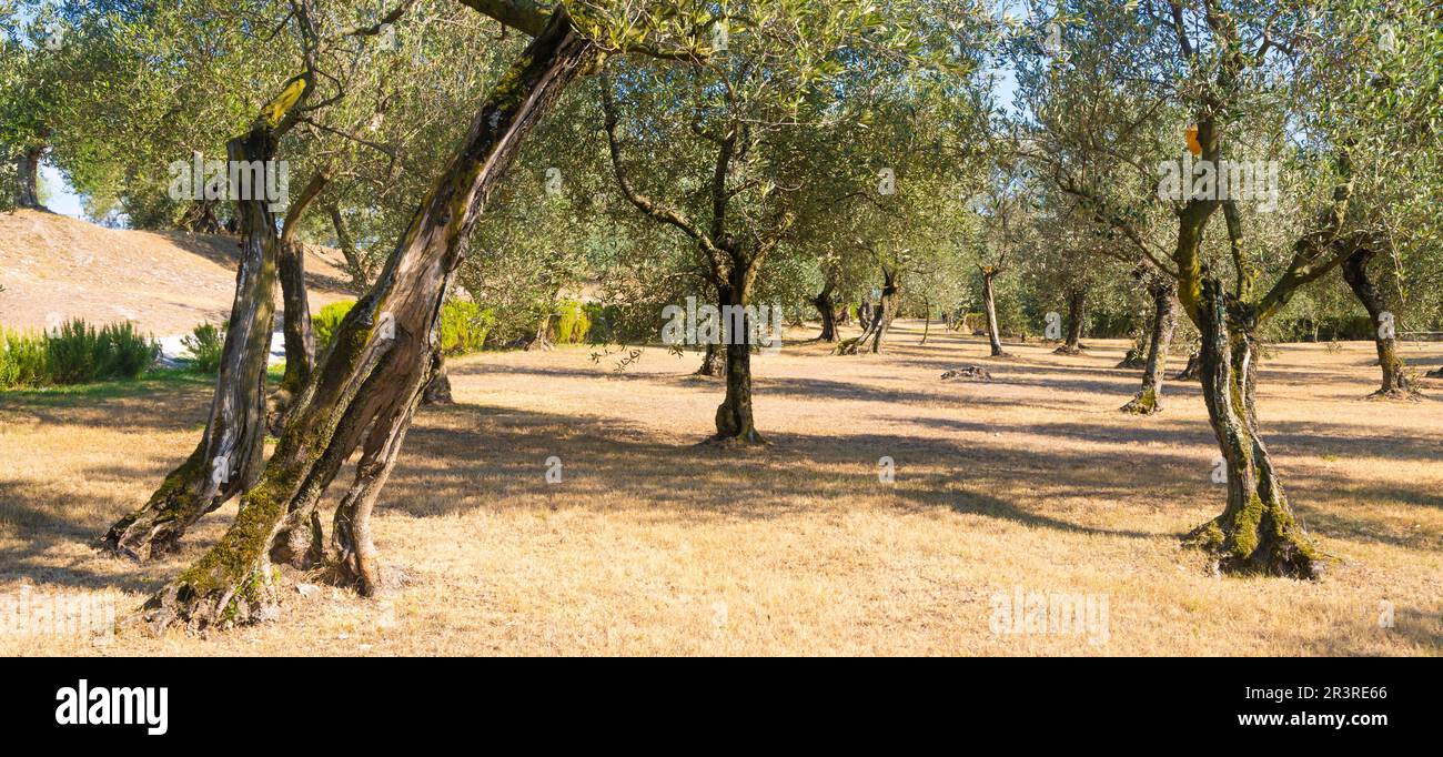 Culture d'oliviers en Italie. Plantation extérieure biologique dans un cadre rural. Banque D'Images