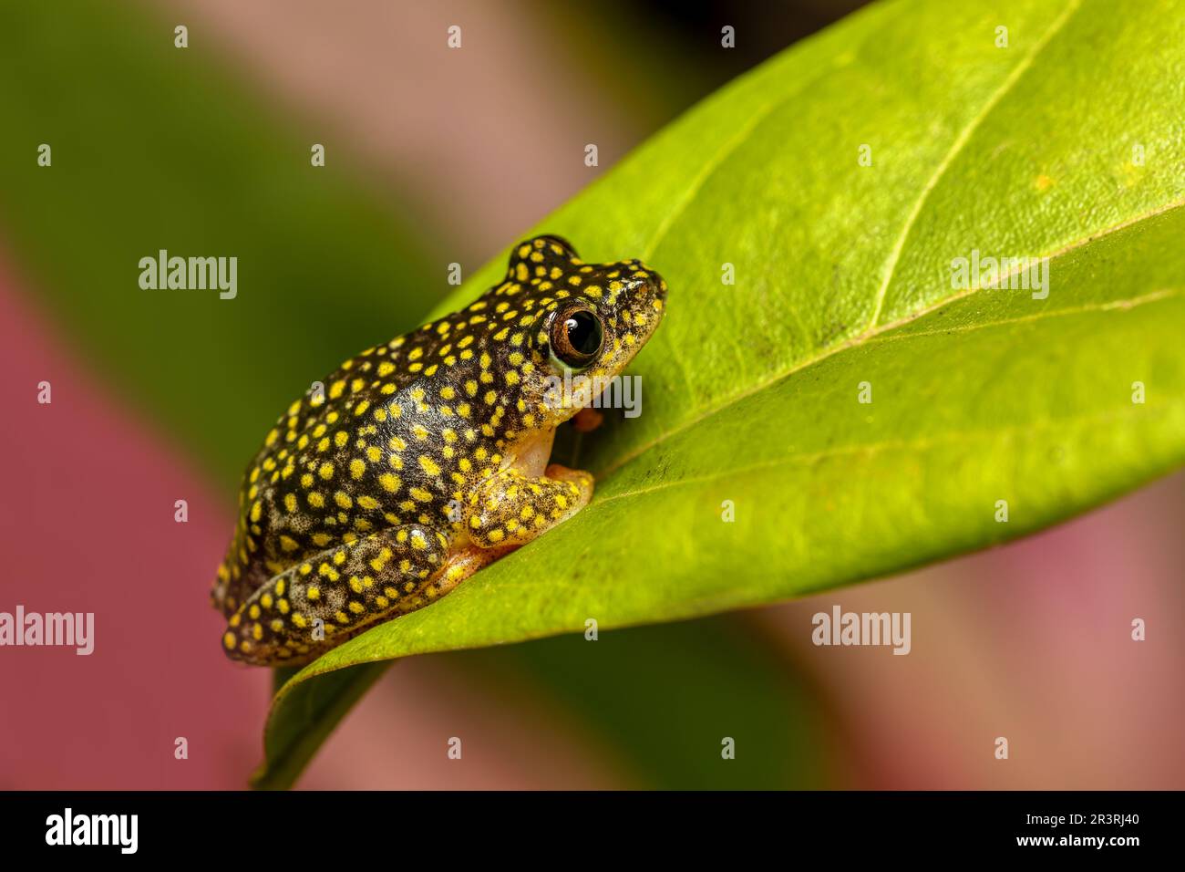 Grenouille roseau de nuit étoilée, Heterixalus alboguttatus, Ranomafana Madagascar Banque D'Images