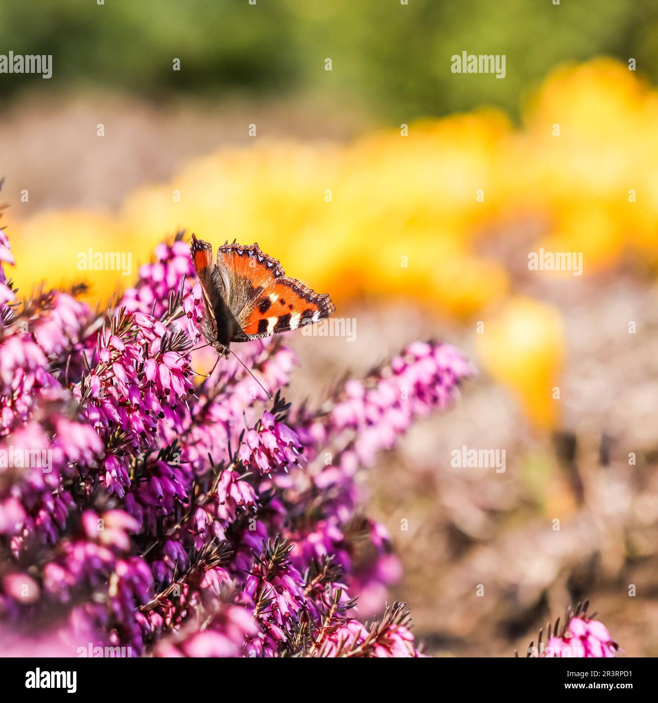 Papillon sur fleurs rose Erica carnea au début du printemps Banque D'Images