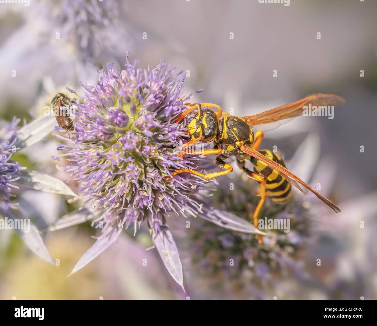 Guêpe de la maison « Polistes dominula » Banque D'Images