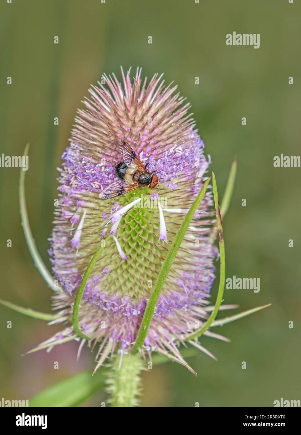 Gemeine Waldschwebfliege 'Volucella pellucens' an Wilde Karde 'Dipsacus fullonium' Banque D'Images