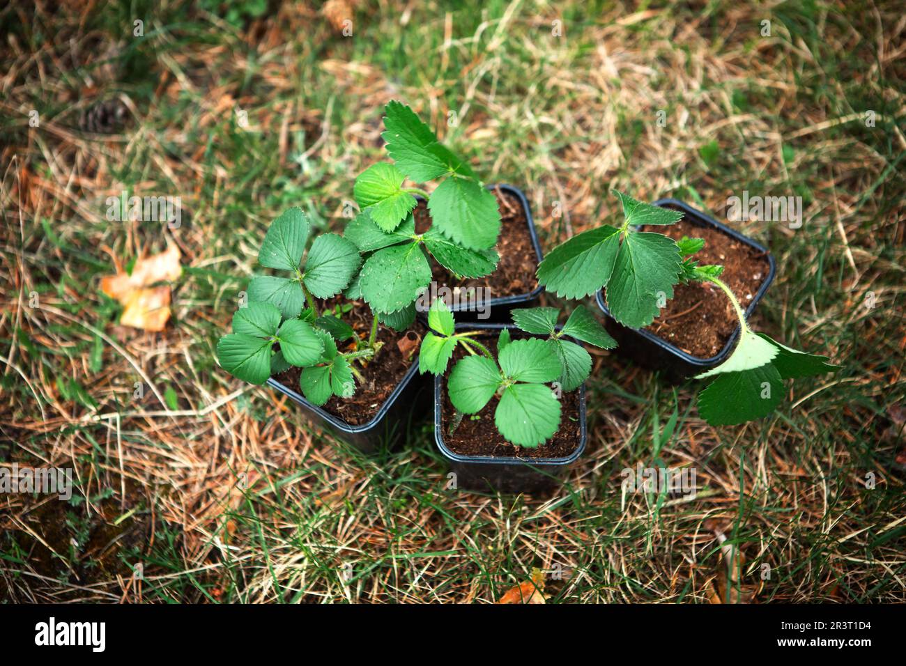 Plante de jardin de tourbe Banque de photographies et d’images à haute — free download
