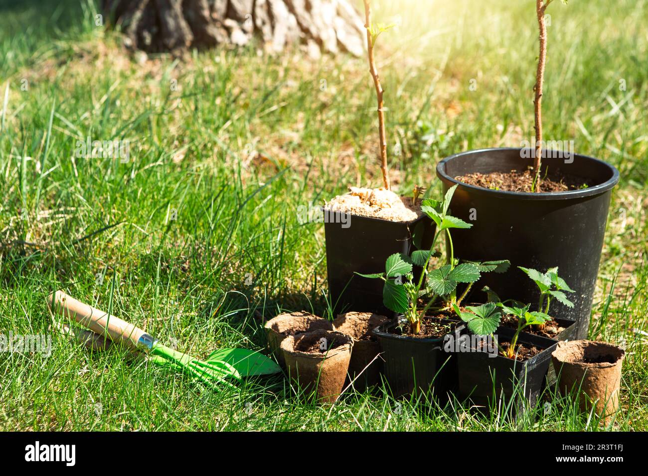 Fraises, framboises, raisins de Corinthe plantules en verres de tourbe — free download