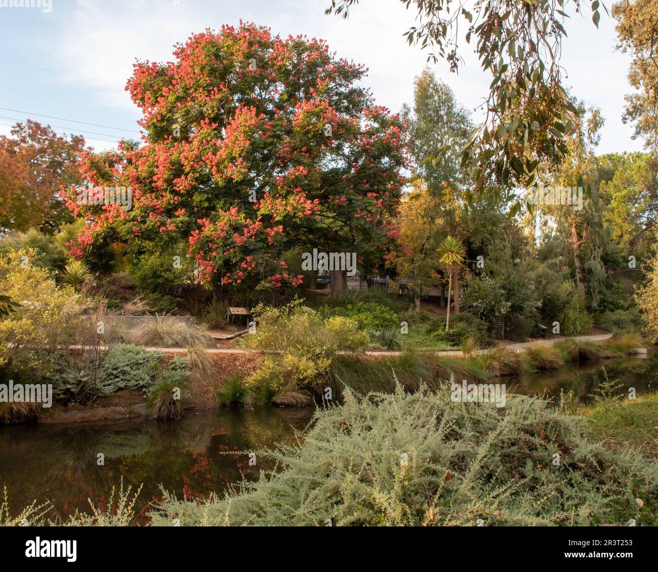 Couleurs d'automne à l'extrémité est de l'arboretum UC Davis au-dessus du lac Spafford, avec un magnifique arbre de pluie d'or (Samanea saman) Banque D'Images