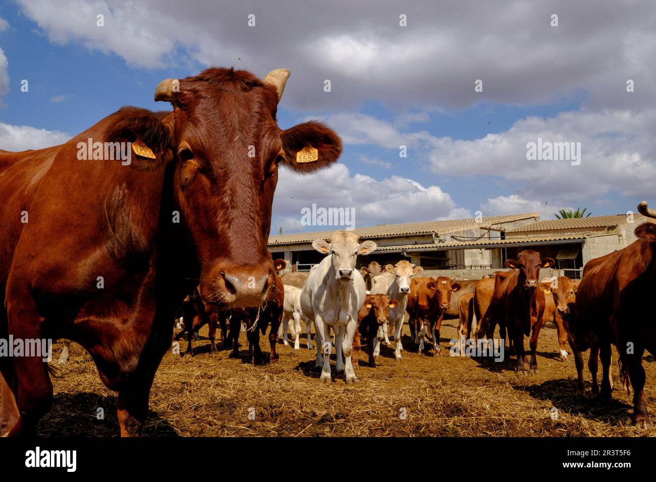 Produccion de ganado vacuno para carne, Campos, Majorque, îles Baléares, Espagne, Europe. Banque D'Images